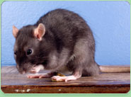 rat control Harrow